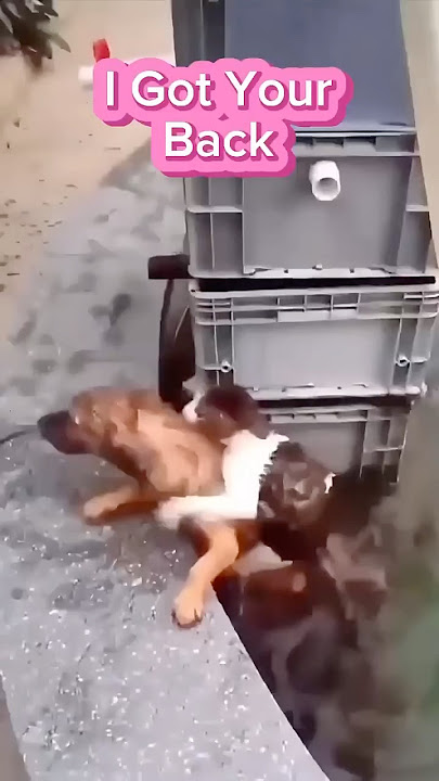 Puppy Dog & Cat real Friends ❤️ #bravedog
