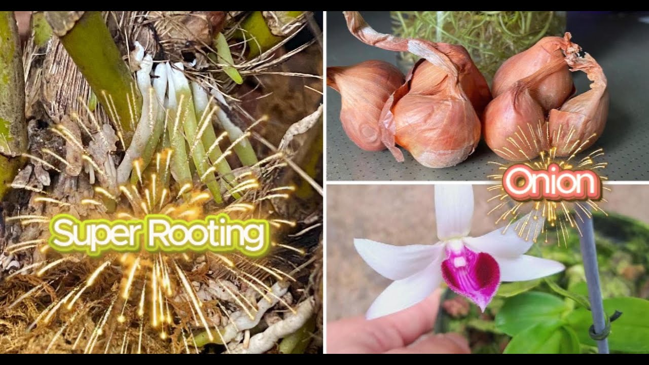 The Magic of Onion – Natural Orchid Root Booster