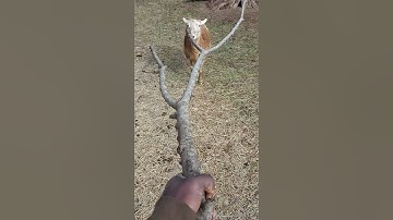 How To Defend Against A Ram Attack