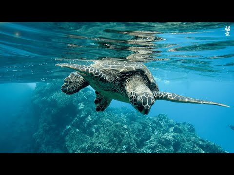 Underwater World 🐠 4K Nature Timelapse 6 | Relaxing Music | Meditation Music #relaxing #music