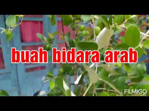 Buah bidara arab hasil tambulapot - YouTube