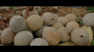 Ecoflora shares the steps for growing jagua