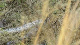 A Leopard Playing With A Huge Rock Python Kill