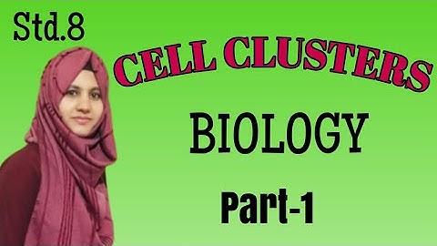 Std.8 - Biology -  Cell Clusters