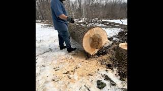 Buckin Up A Big Ash #bigtree #bucking #logs #hardwood #chainsaw #echo #woodsman #felling #getitdone
