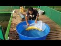 Yamabuki Ogon Golden Koi Center ماهی کوی یک متری Yamabuki Ogon Golden Koi Center ماهی کوی یک متری