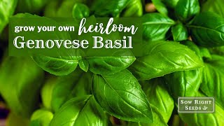 Sow Right Seeds Genovese Basil