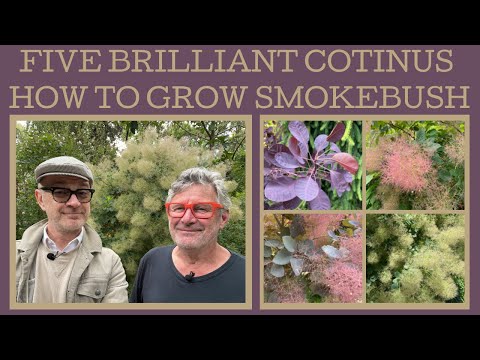 Video: Hvordan dyrker du lilla røgtræer?