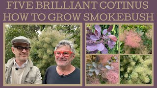 Five brilliant Cotinus: how to grow smoke bush!