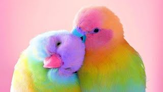 Funny birds, parrot *so cute*