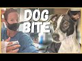 Three Days in the Hospital, Dog Bite from Rescue Dog | Newstates in the States