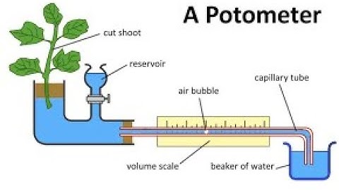 Transpiration with Potometer
