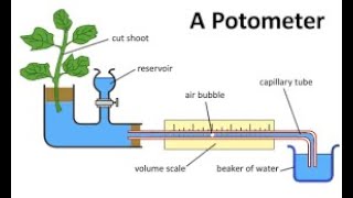 Transpiration with Potometer