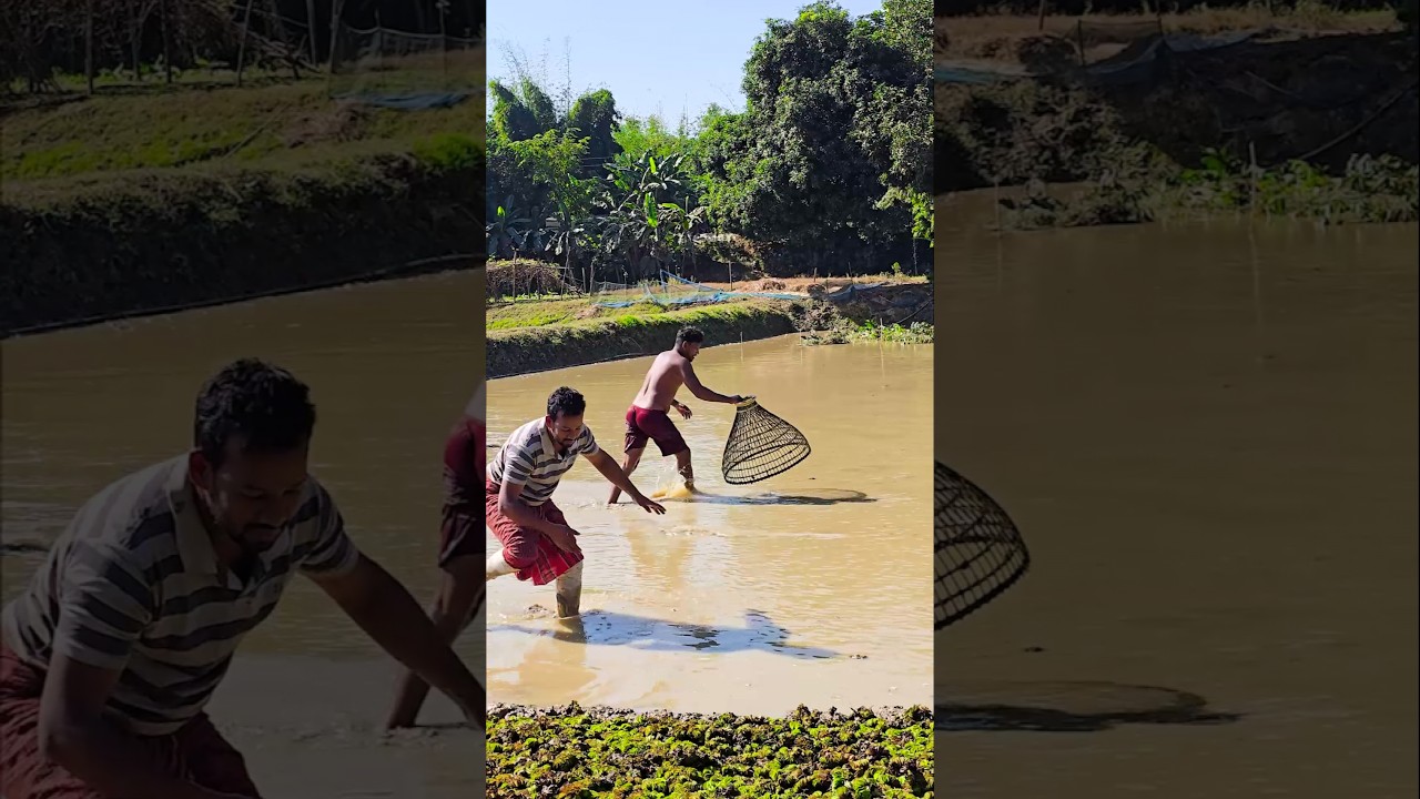 Wow! Amazing Polo Fishing Videos ! Best Big Fish Catching ! Primitive Technique fishing 