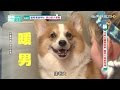 【寵物大聯萌#完整版】寵物溝通神扯　真心話大考驗2016.12.04