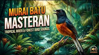 Masteran Murai Batu Alam | Tropical River Flowing and Forest Birds Sounds