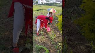 hard work farming culture beginning.... #cultural #agriculture #agro #realestate