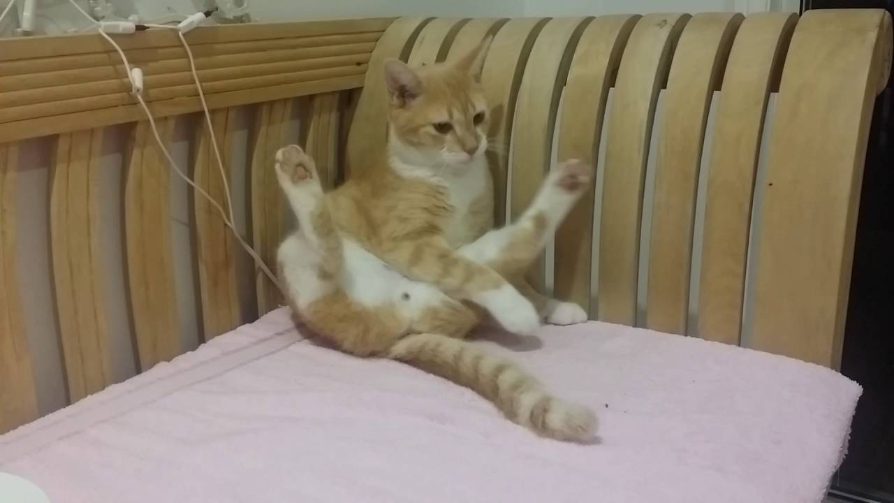 Naughty innocent cat grooming his private parts. He does all the xxx