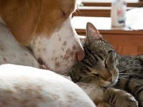 dog and cat nuzzle
