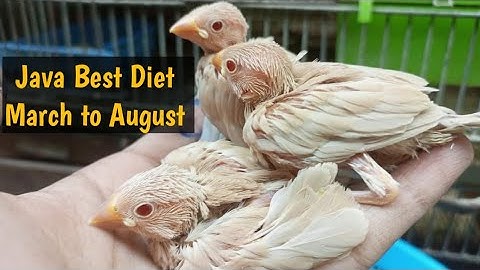 Java Sparrow Complete Diet Summer