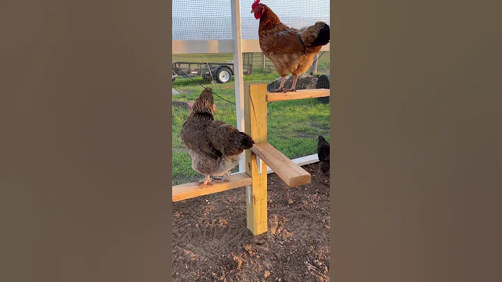 Chicken perch