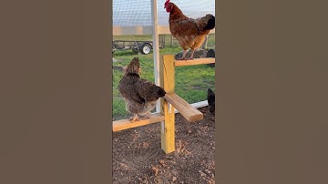 Chicken perch