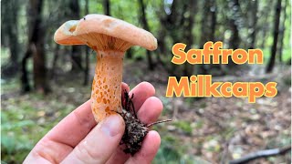 Saffron Milkcap Identification Edible Wild Mushrooms (Lactarius deliciosus)
