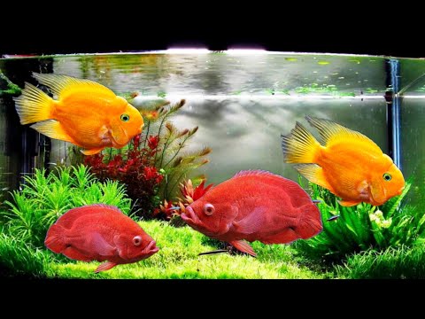 Before Keeping Oscar Fish & Parrot Fish Together In One Tank You Should Watch This Video