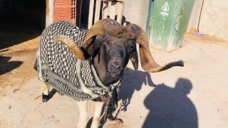 درعاش بطل جندوبة 🏆 مبروك لمعز دبي و الكوميتا 👑