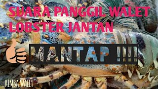 suara panggil walet terbaik lobster jantan