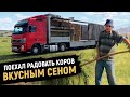 Как перевозить сено на фуре? Будни перевозчика сена