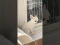 朝から悩む子犬😕　#チワワ #dog #chihuahuafanclub