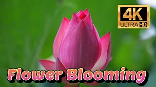 Blooming Flowers Time lapse 4K screenshot 2