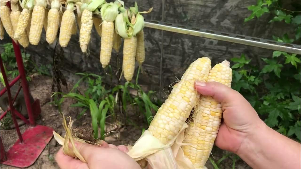 EASY METHOD FOR DRYING CORN YouTube