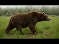 Bear Weight, Speed, Bite Force, Wiki & More