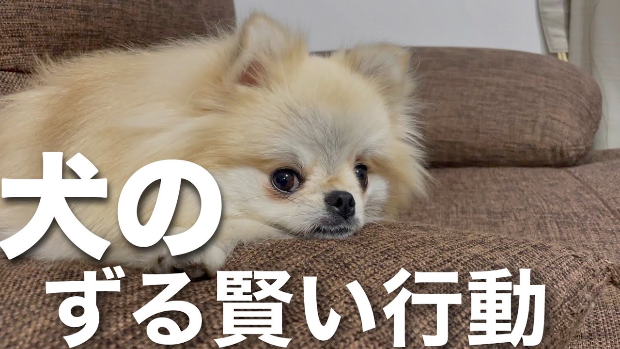 犬の気持ち 犬のずる賢い行動５選 Youtube