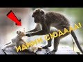 😂ЛУЧШИЕ ПРИКОЛЫ МАРТА, 2019 🔥EPIC FAILS #6