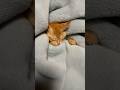 もぐのきもち　#子猫 #保護猫 #猫 #cat #猫好きさんと繋がりたい #shorts #short
