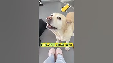 Why You Should Not Own a Labrador
