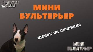 Бультерьер, щенок мини бультерьера. Активным породам бультерьера необходимо тратить свою энергию. Бультерьер, щенок мини бультерьера. Активным породам бультерьера необходимо тратить свою энергию.