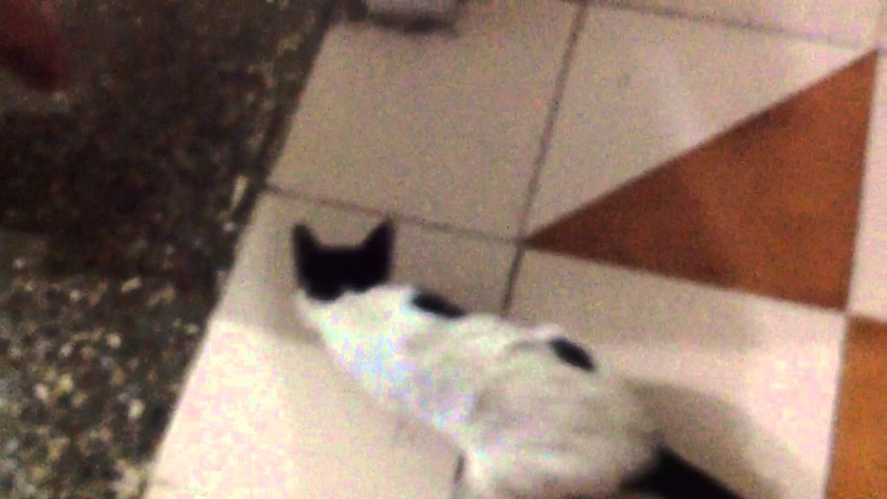 the cat chasing a thread - YouTube