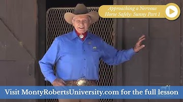 Sunny Part 1: Approaching a Nervous Horse Safely