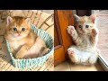 Baby Cats - Cute and Funny Cat Videos Compilation #28 | Aww Animals