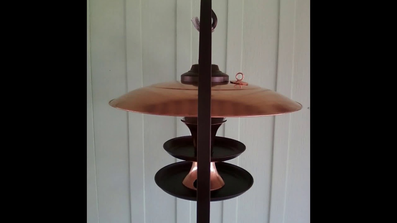 Bird Feeder YouTube