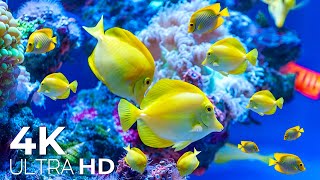 Aquarium 4K (VIDEO UHD) - The Awe-Inspiring Beauty of Marine Life - Stunning Aquarium Relax Music