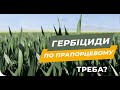 Захист пшениці від бур'янів. Пізнє внесення.