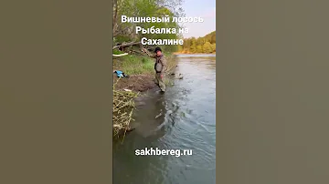 Клюнула сима на Bux 9,3 грамм. Рыбалка на Сахалине.