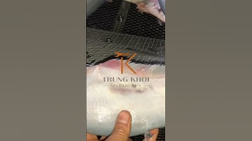 Máy đánh vảy cá thác lác