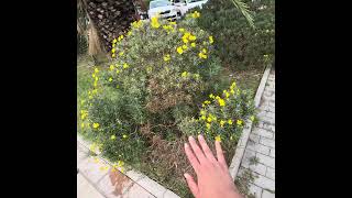 ٢٠٢٤ ذكريات السفر - النوّير بالغربه ما أجمله حجمه كبير سبحان الخالق- جزء ٧٢