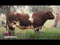 Bungulla Shorthorns LOT 38